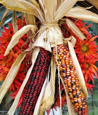 Bitcorn Harvest #15