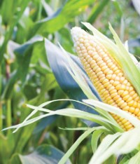 Bitcorn Harvest #13