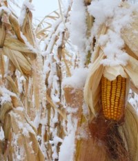 Bitcorn Harvest #16