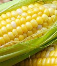 Bitcorn Harvest #14